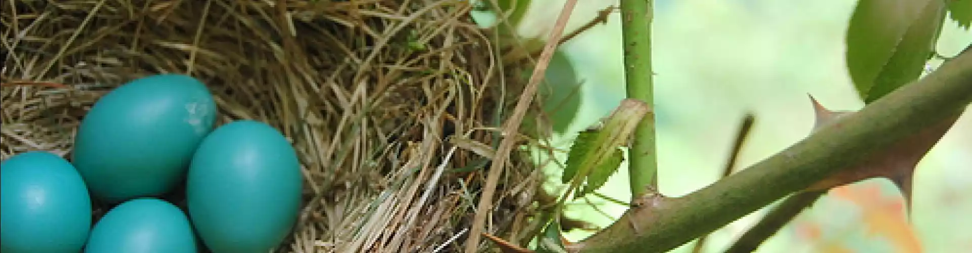 Spring Equinox Ceremony - New Beginnings 