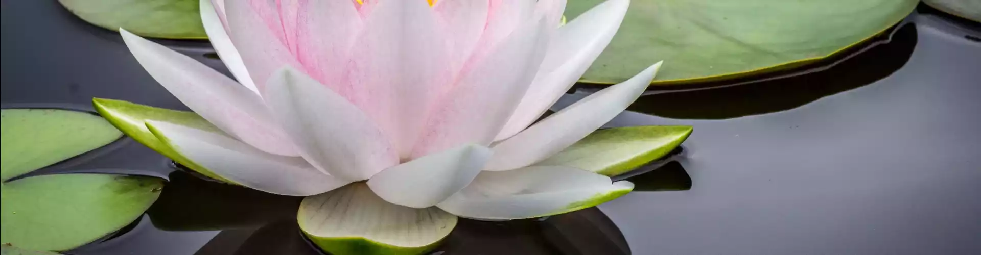 Hỏi đáp về Reiki Mastership - Online Class by Jamie Butler