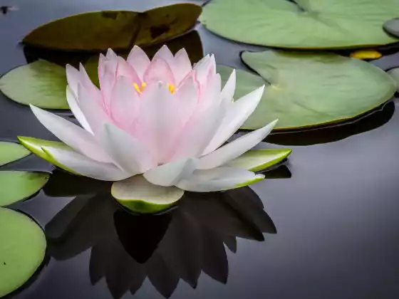 Hỏi đáp về Reiki Mastership